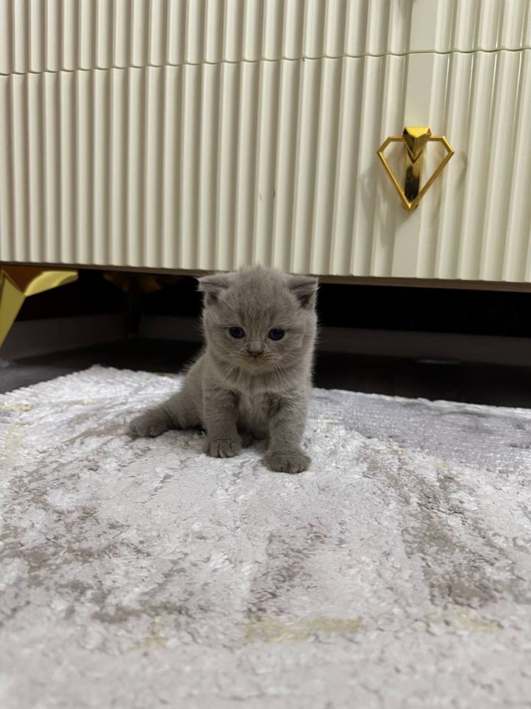 Скоттиш фолд котята