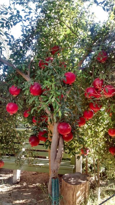 Wonderful rodie la ghiveci anul 3