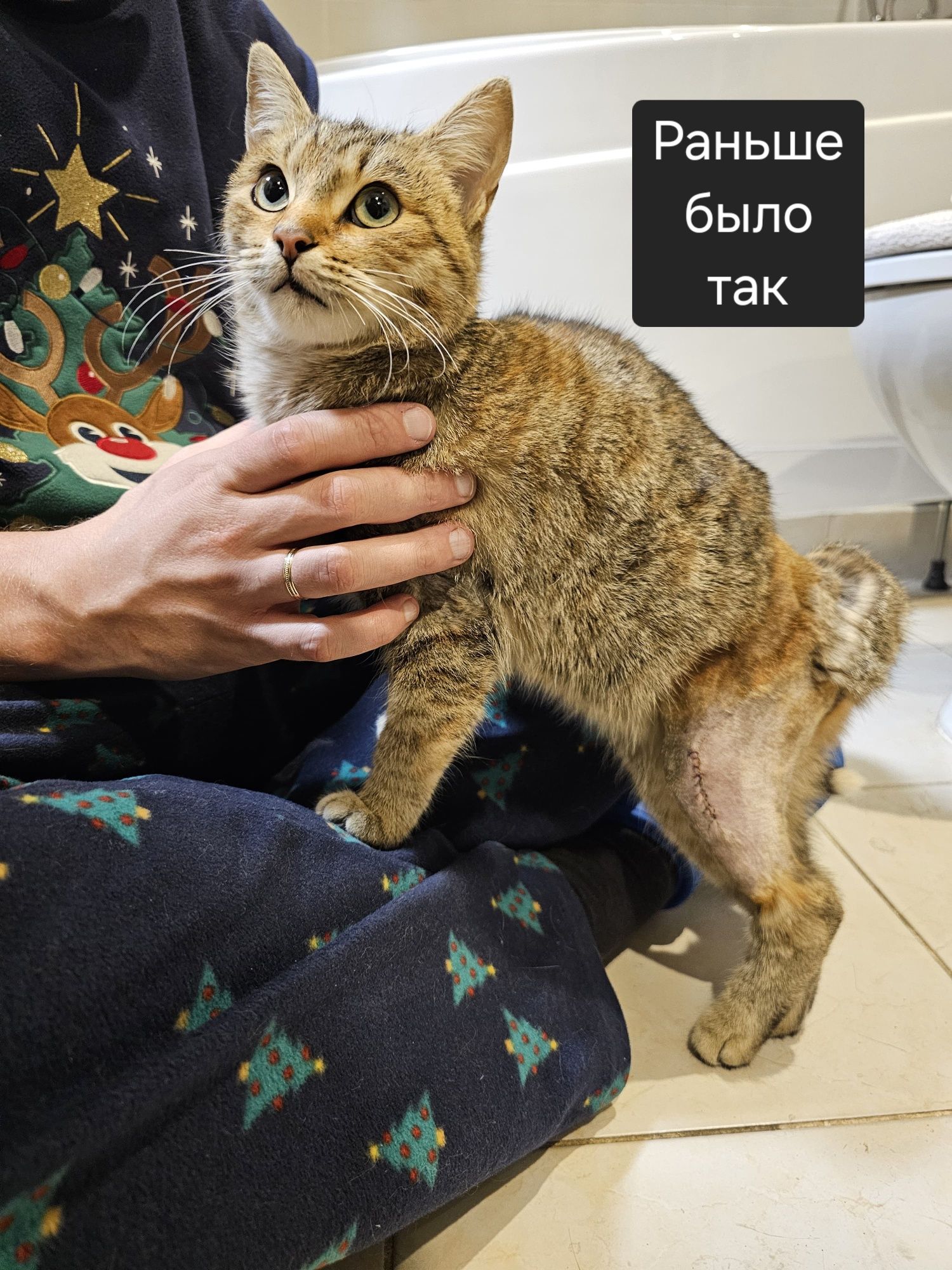 Отдаётся кошечка, отдам кошку в добрые руки