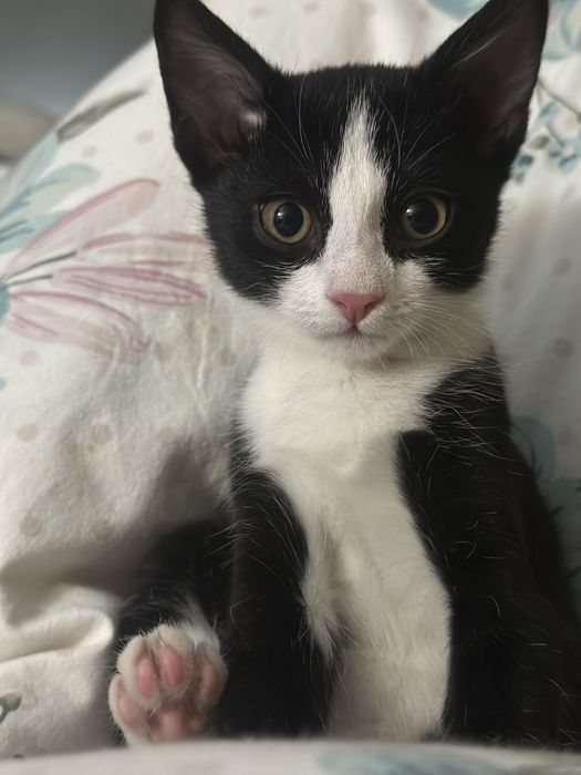 Котенок ищет дом