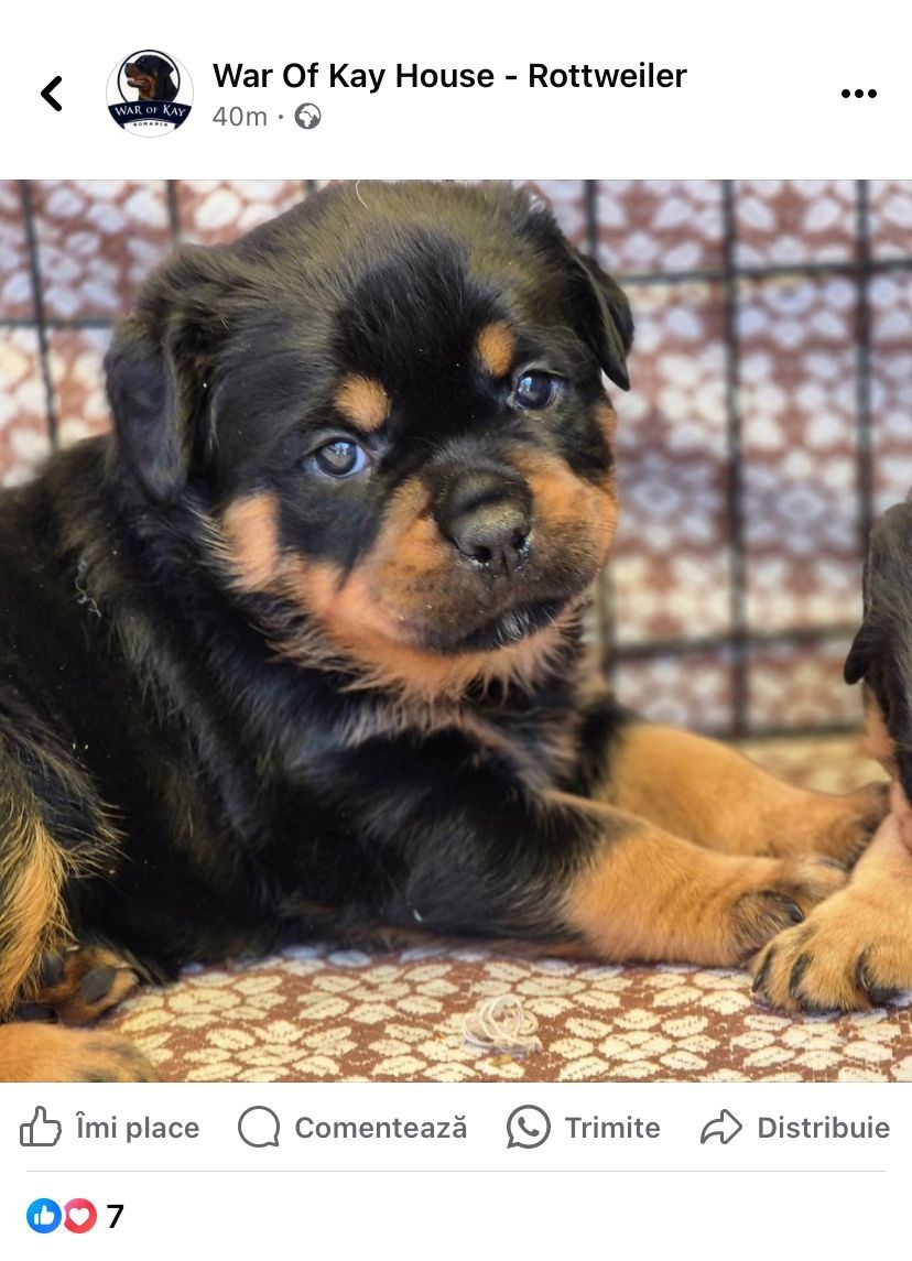 Pui rottweiler cu pedigree