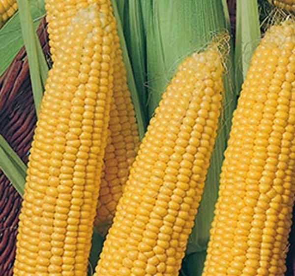 Высокоурожайные гибриды кукурузы из каталога США, Европы в Узбекистане