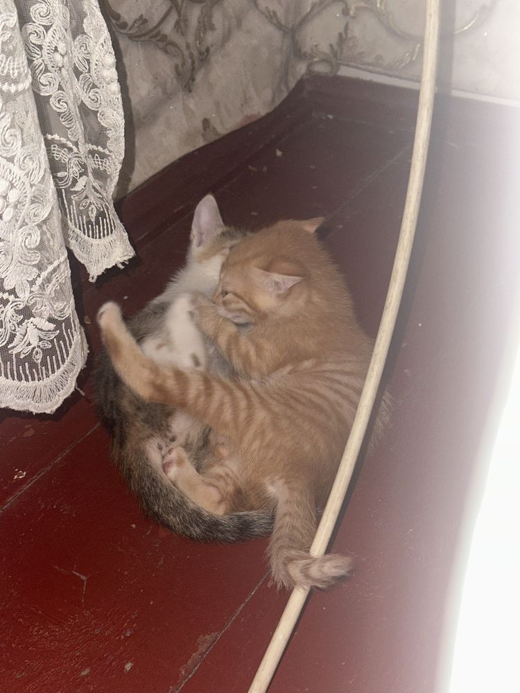 Котенок. Серый, рыжий, и смешанний цвета котята. Не обычным цветом.