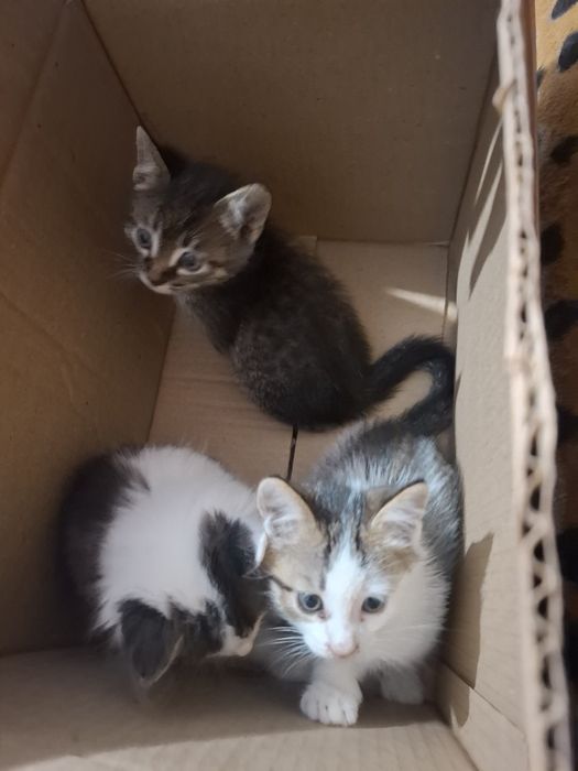 Отдам котят в добрые руки
