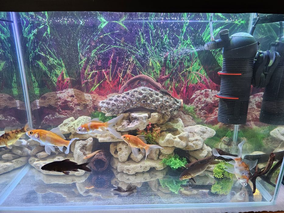 Продаются кометы,молинезия