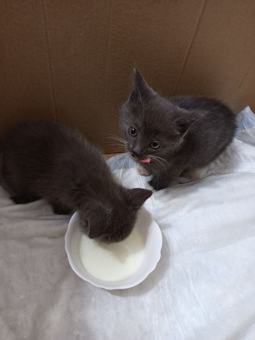 Котята в добрые руки