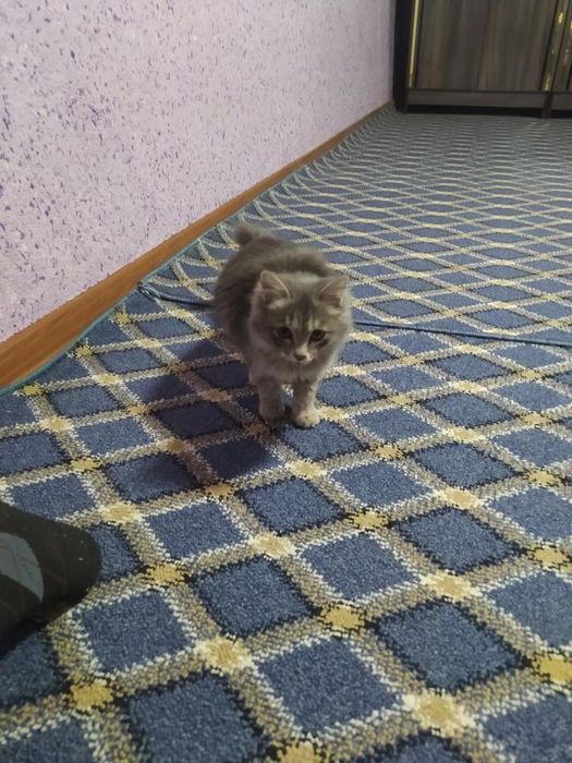 Парода мушук сотилади