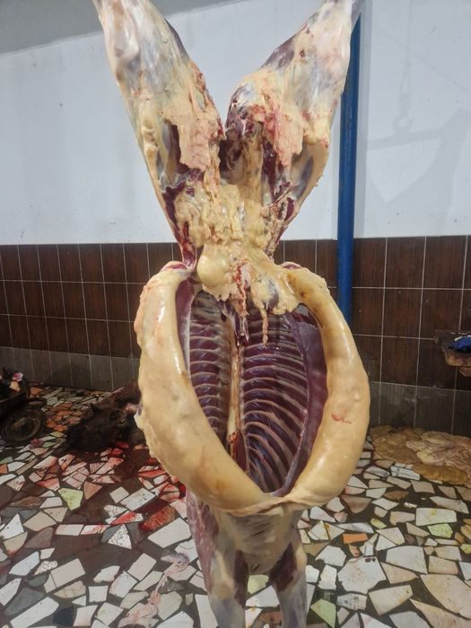 Жылкылар сатылады