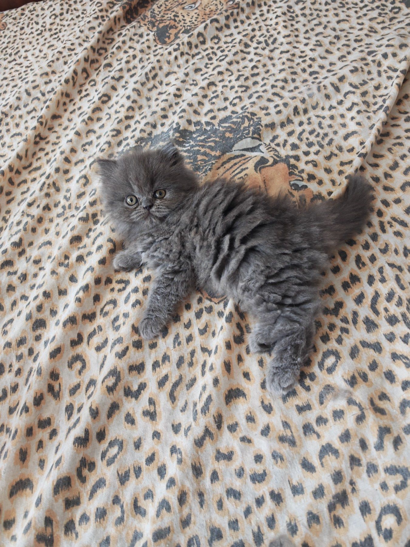 Породисти персийски котенца