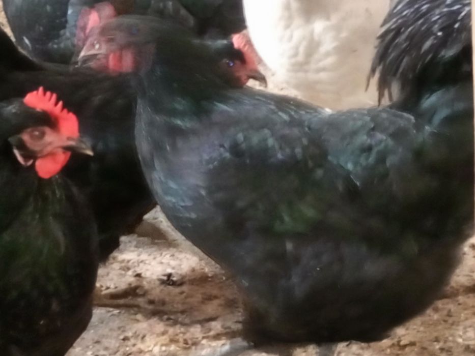 Хўроз тоуқлар сотилади, Продам куры и петухи.