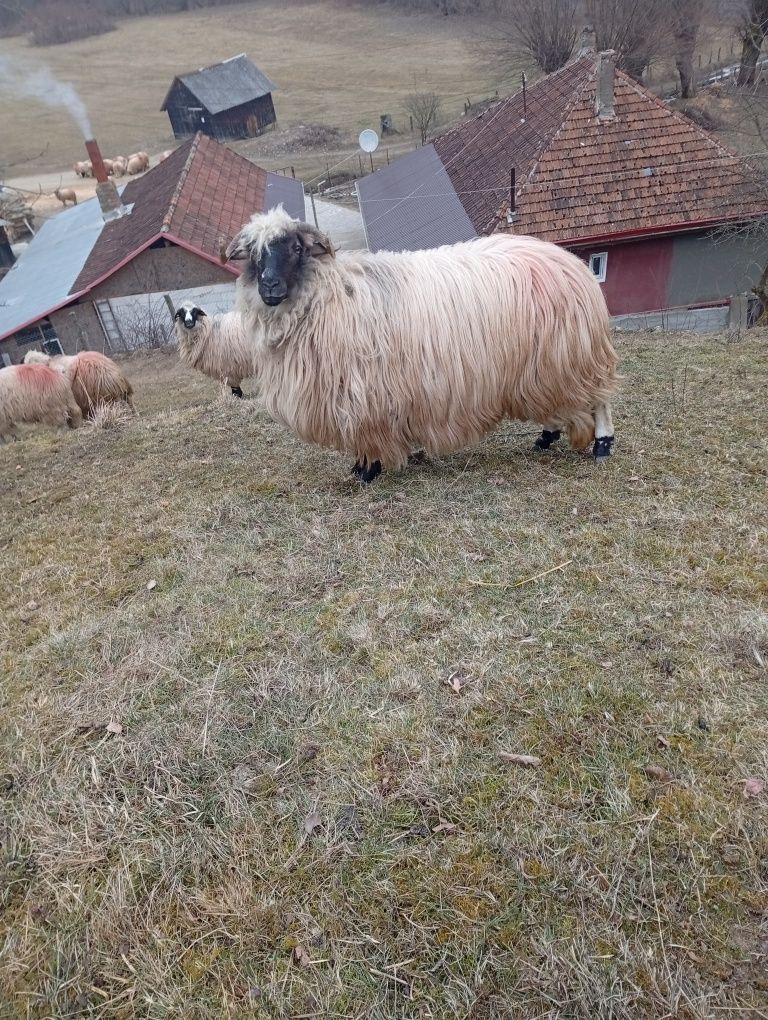 Oi de vânzare oile sunt tinere