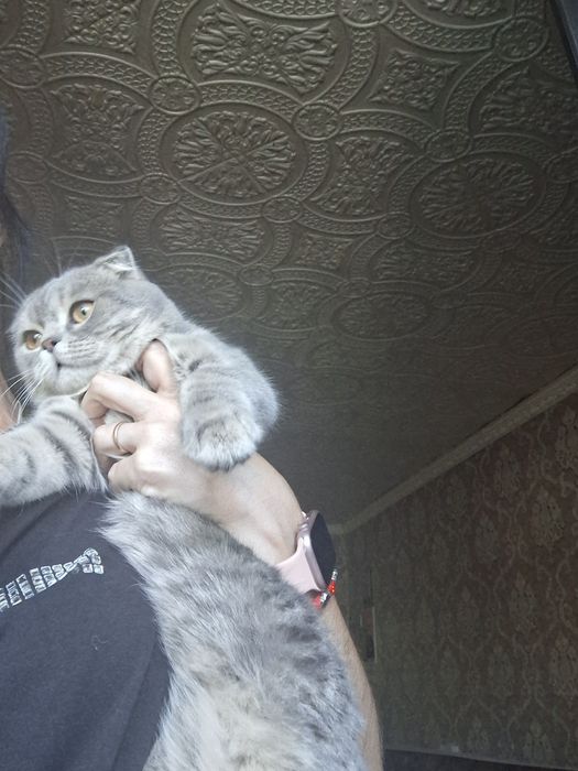 Продаётся шикарный котик шотландский вислоухий скоттиш фолд.