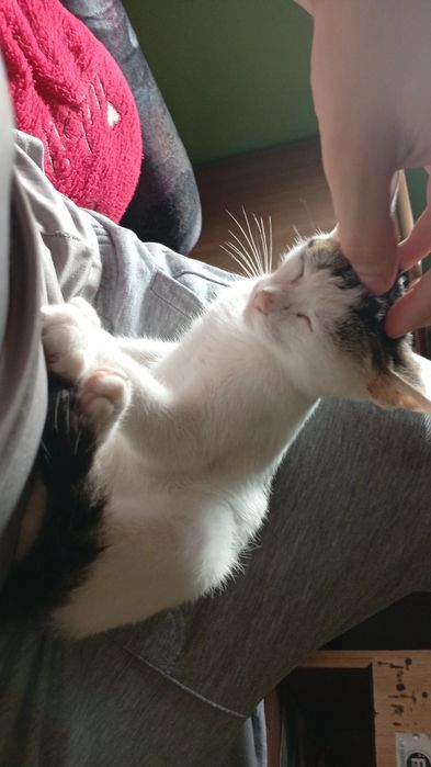 Pisicuta pierduta cauta casa