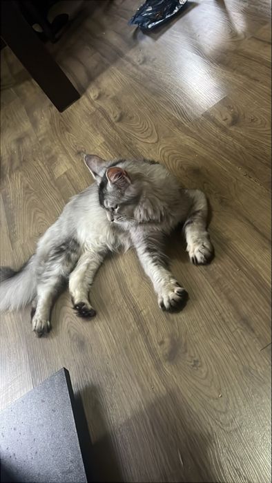 Мейн куун момче чистокръвен