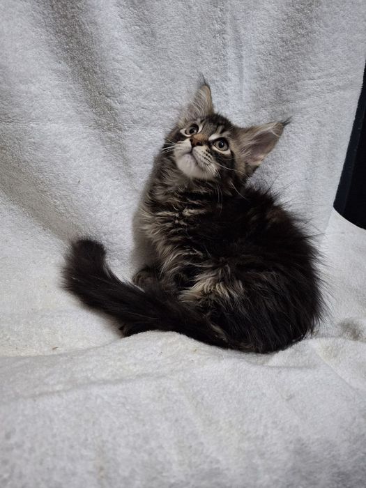 Девочка Мейн Кун