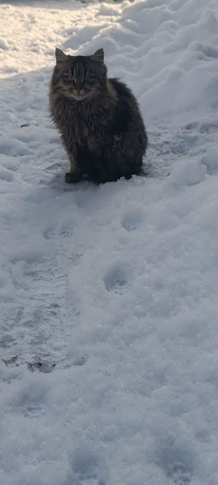 Красивый кот мальчишка