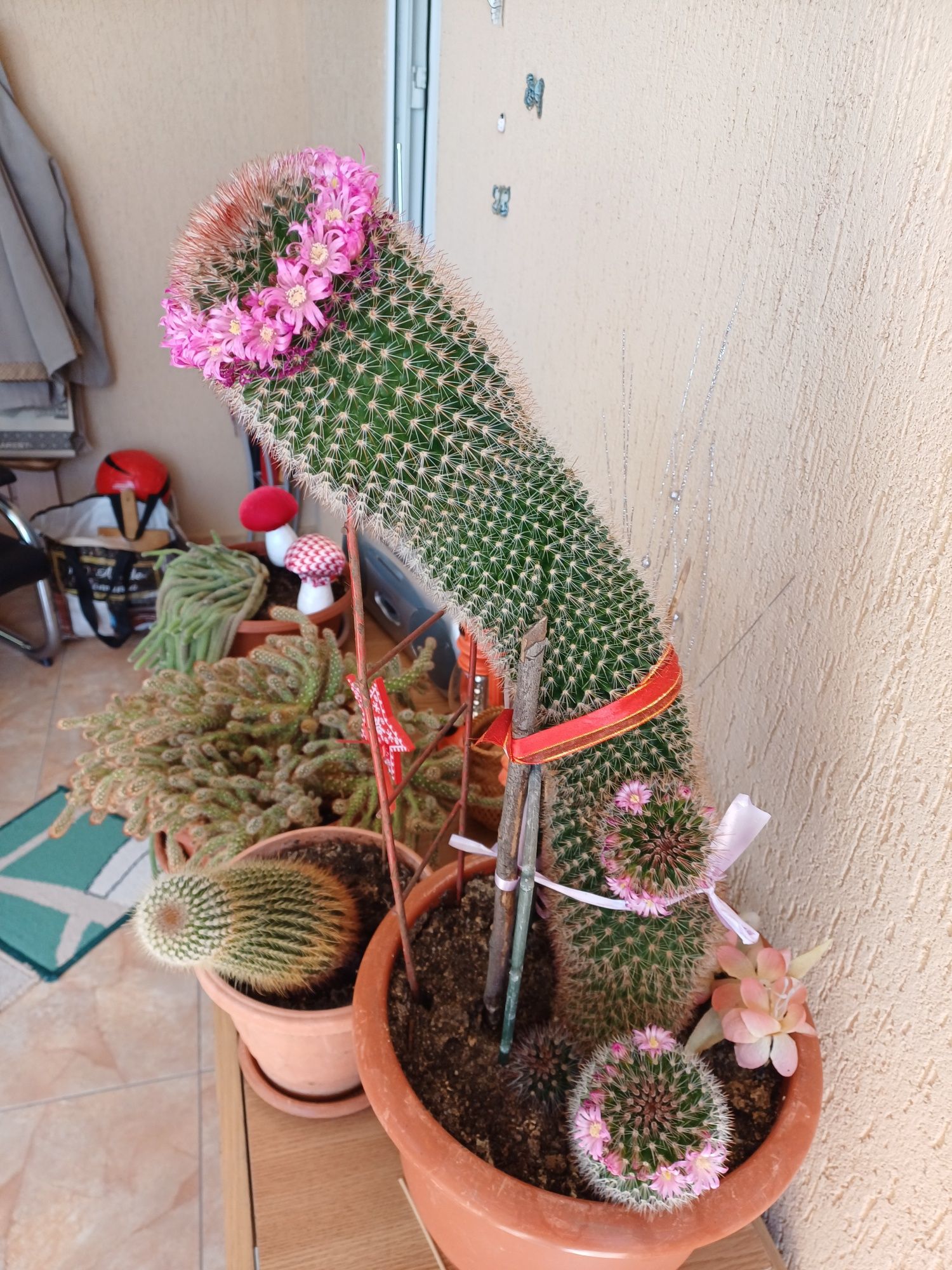 Vand cactus înflorit