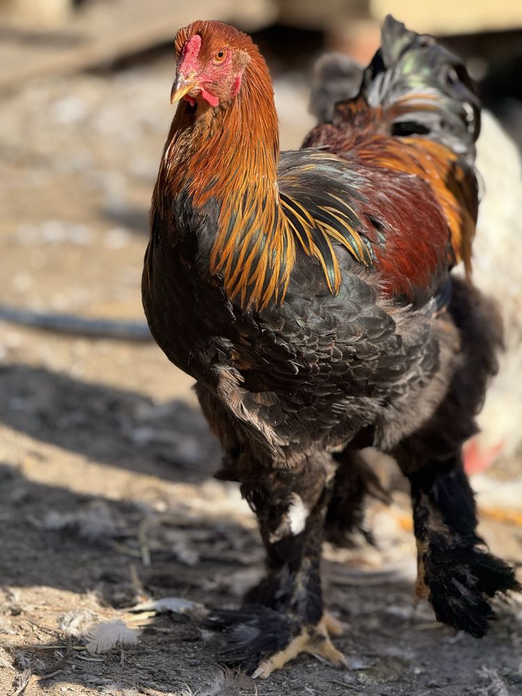 Oua pentru incubat sau pui, gaini si cocosi rasele Australorp & Brahma