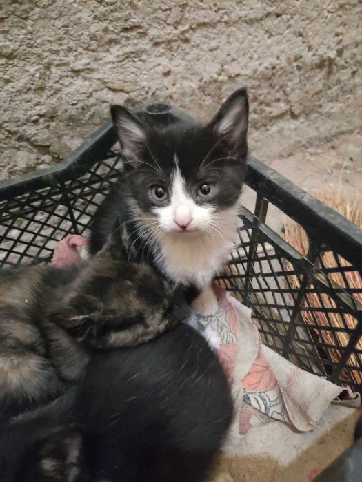 Mushuk bolalari mushukchalar