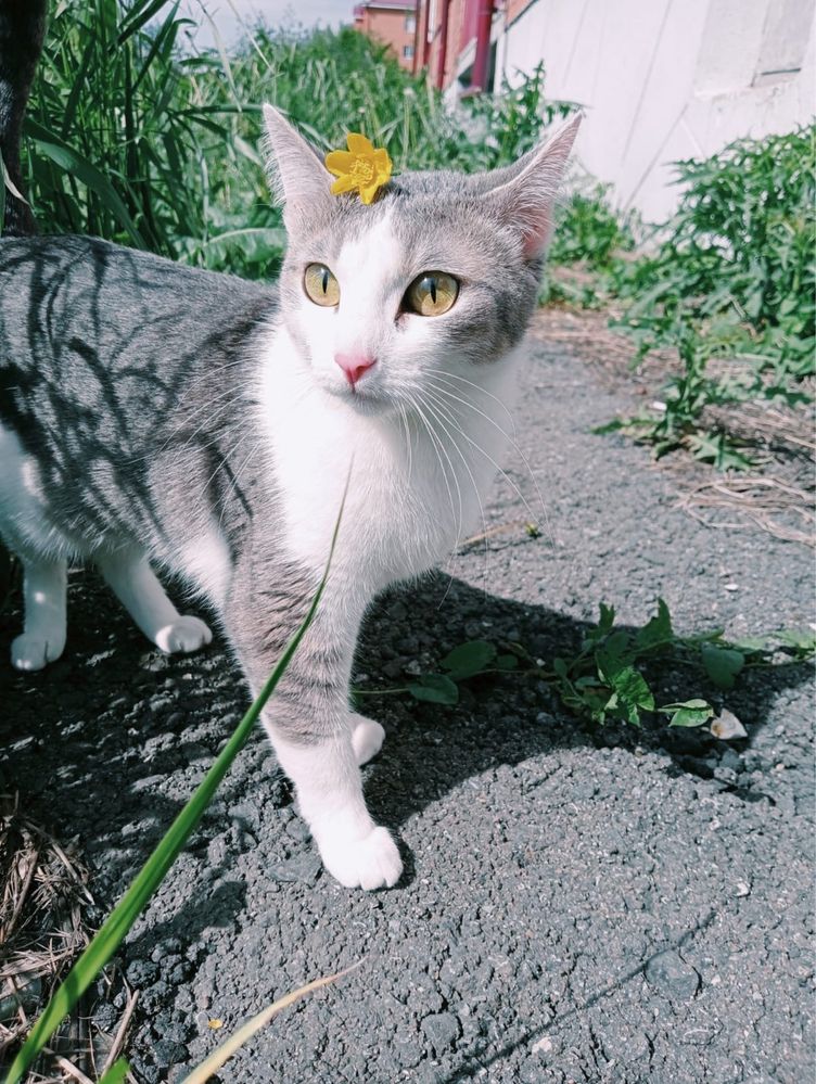 кошка бесплатноо
