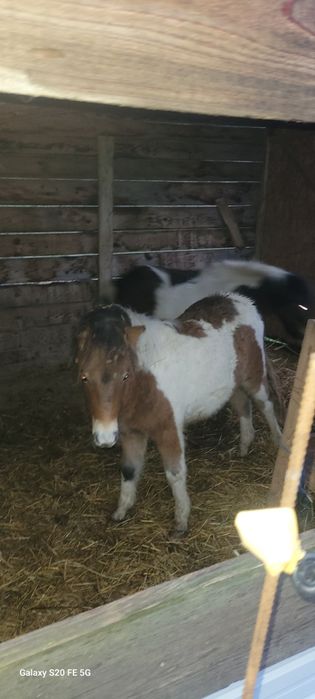 Ponei talie mijlocie