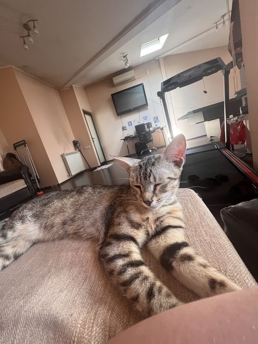 Adoptie pisicuta