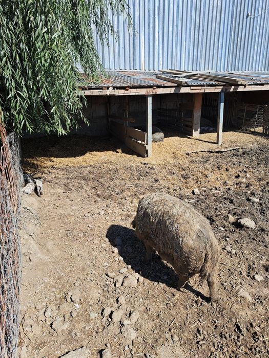 Porci rasa Mangalita crescuți in semilibertate