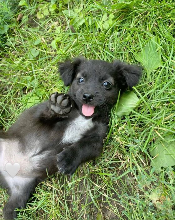 Чуча в любящую семью