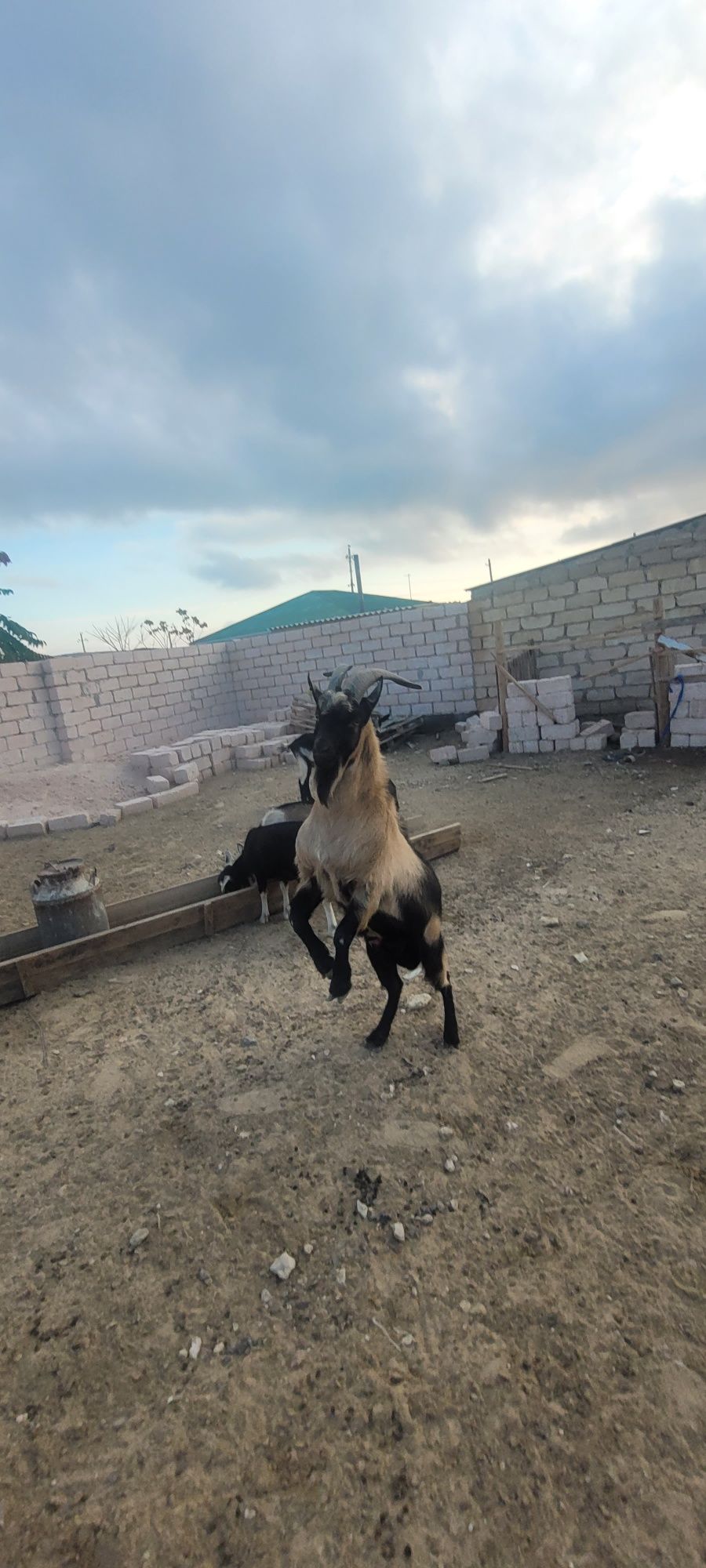 Таза Альпи Пиакок