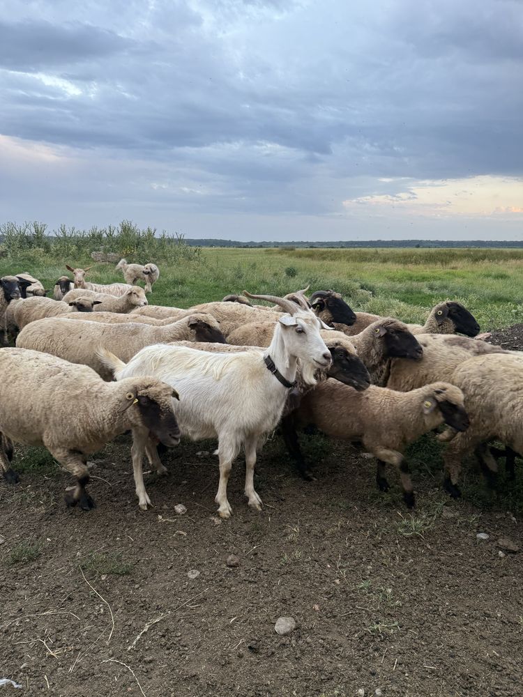 Capre si țapi de vanzare