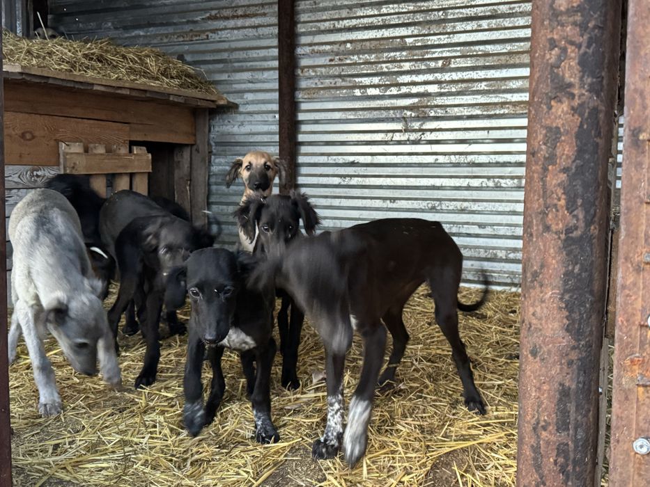 Тазы щенки (три мясяца)