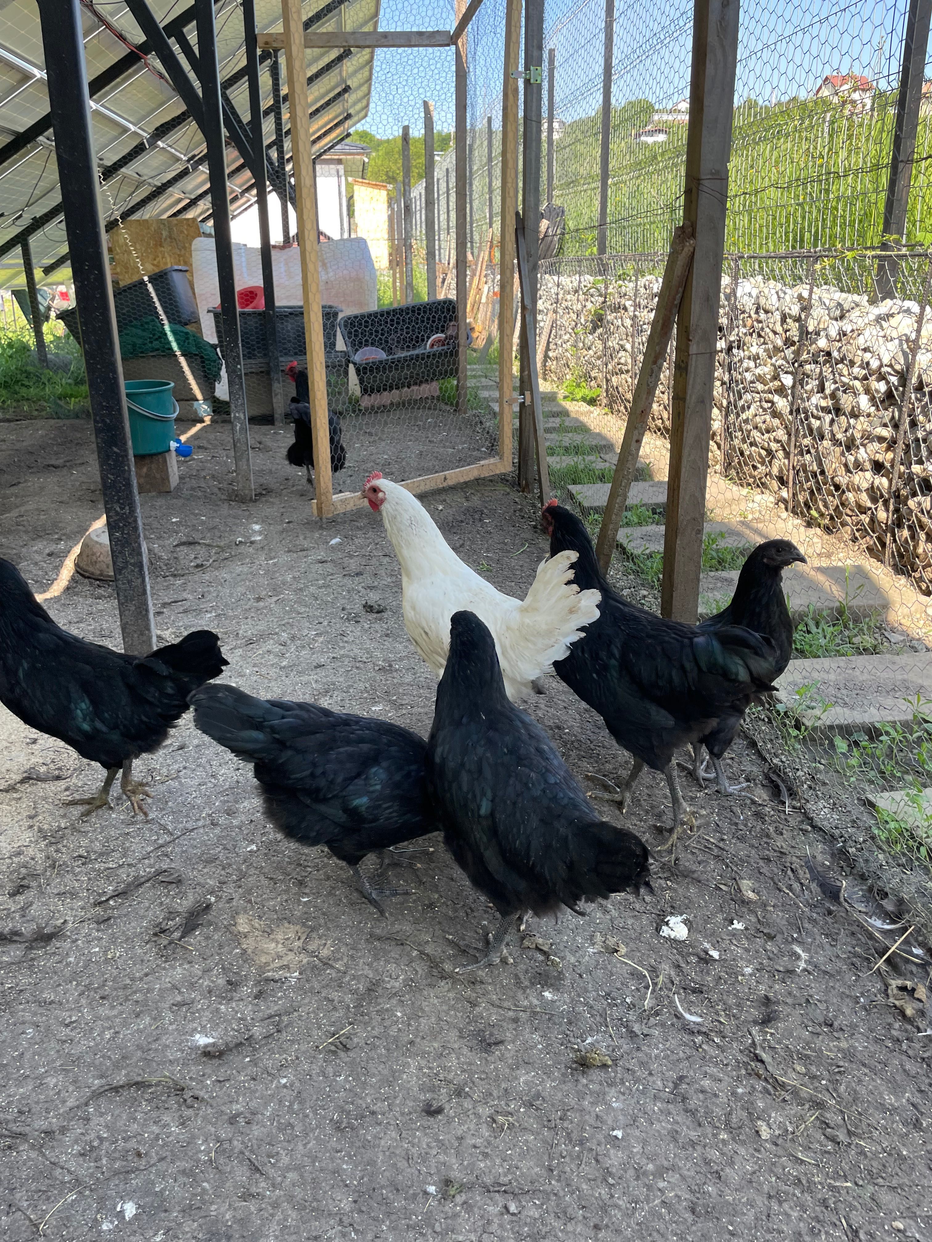 Cocosi Australorp negri si unul alb, 6 luni