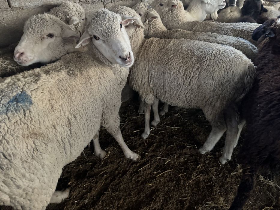 Продается токтушки и матки  и жирные есть