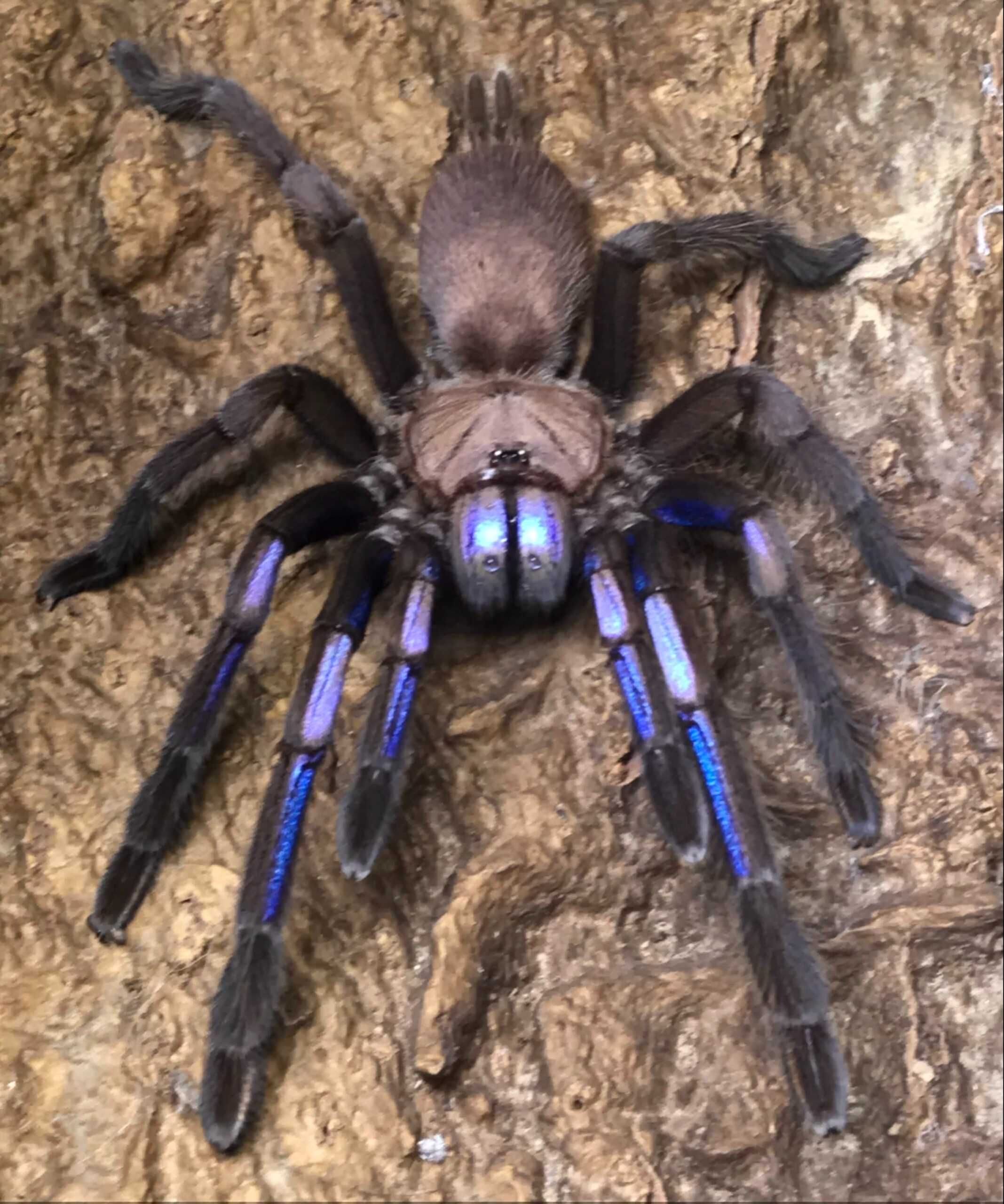 Tarantule si gandaci