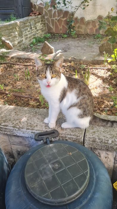 Коте женско кастрирано