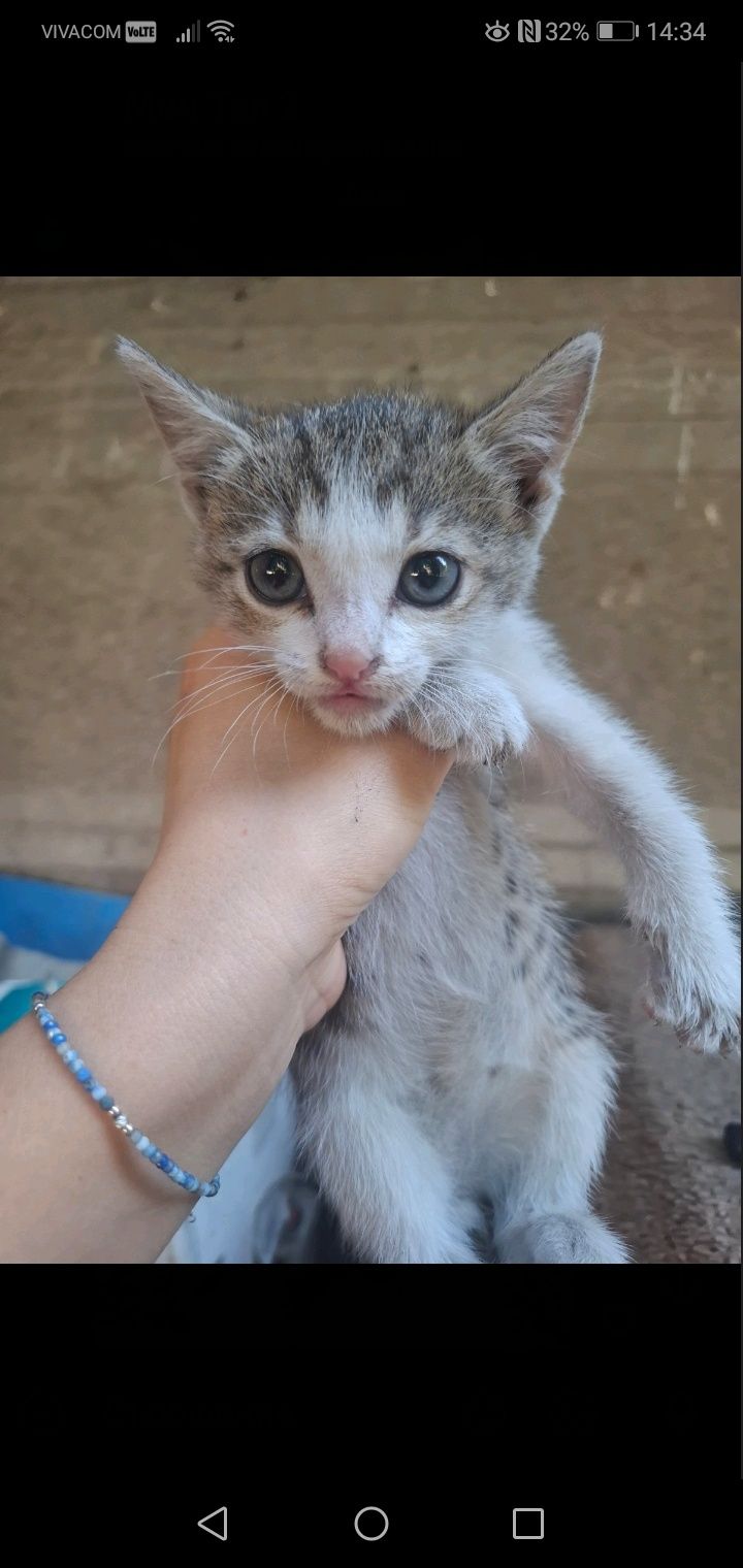 Малко бебе - коте търси дом