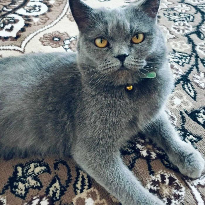 Britanskiy mushukcha