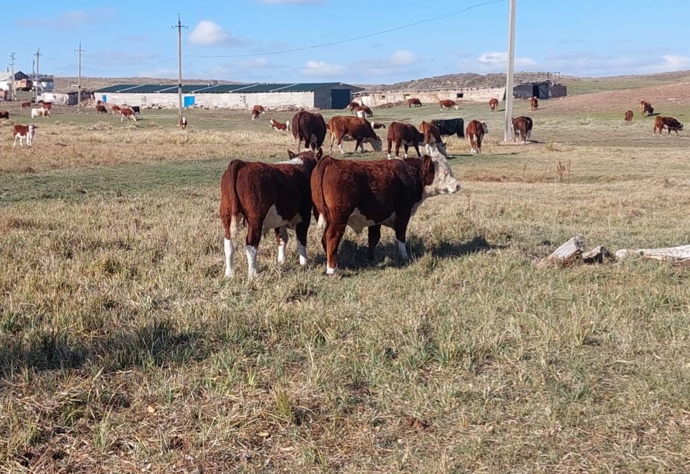 Продаются упитанные бычки