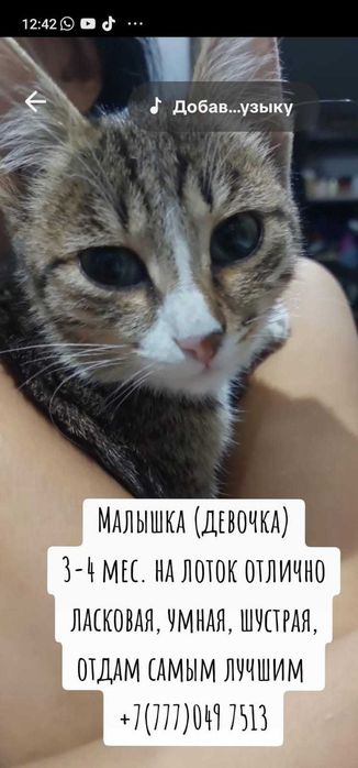 Котенок девочка, на лоток отлично