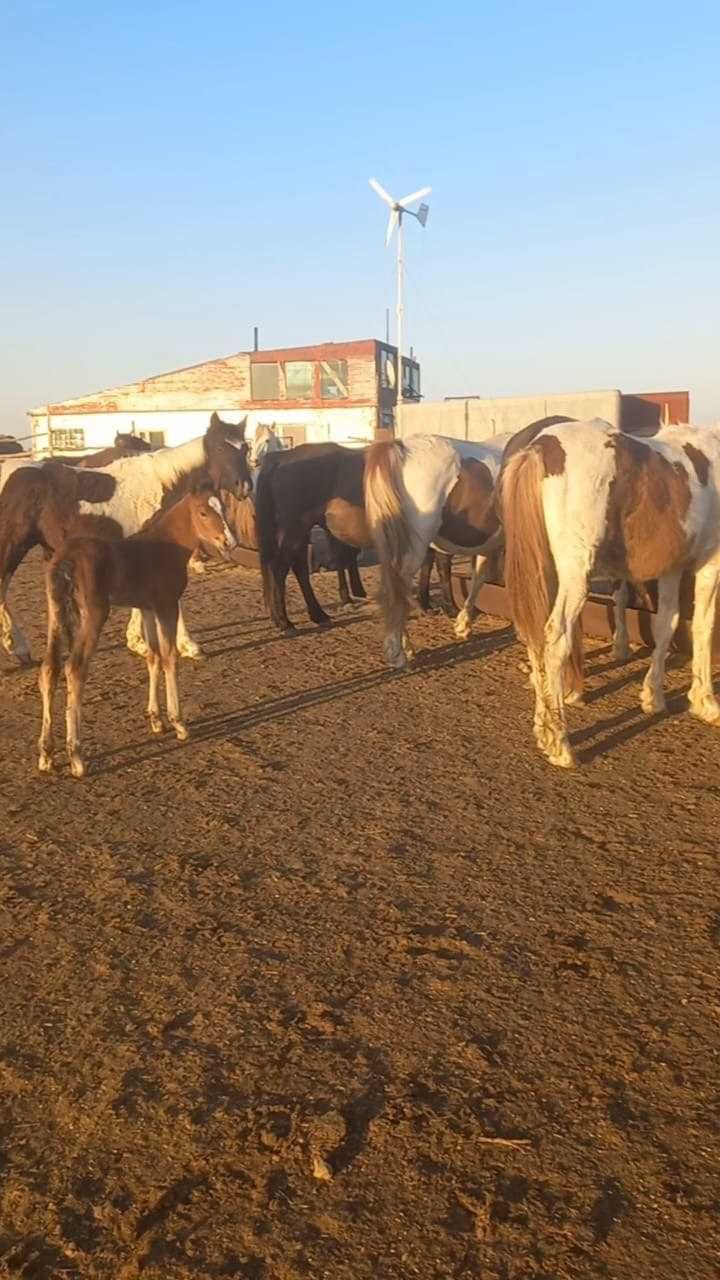 Продам табун лошадей 75 голов + жеребята (всех и по отдельности)