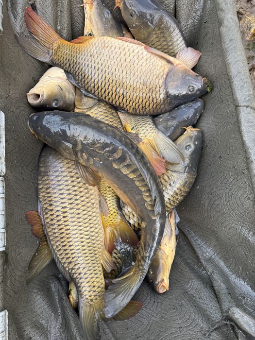 Crap consum, trofee, populare lacuri!