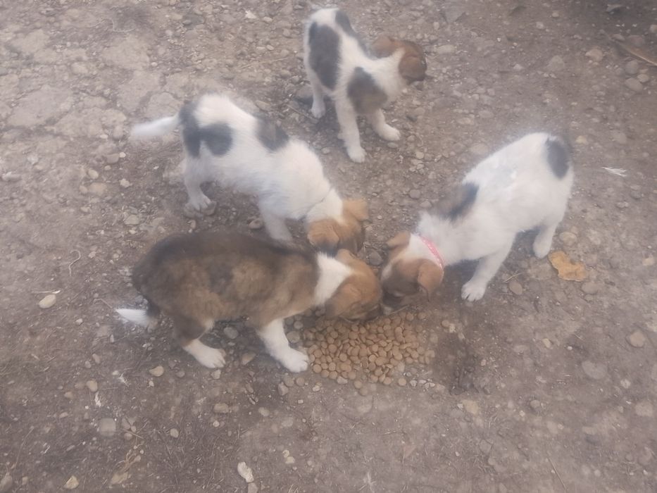 Dau  căței spre adopție căței de rasă ciobănească