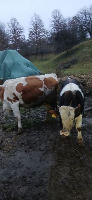 Vaca si vitel pentru sacrificare