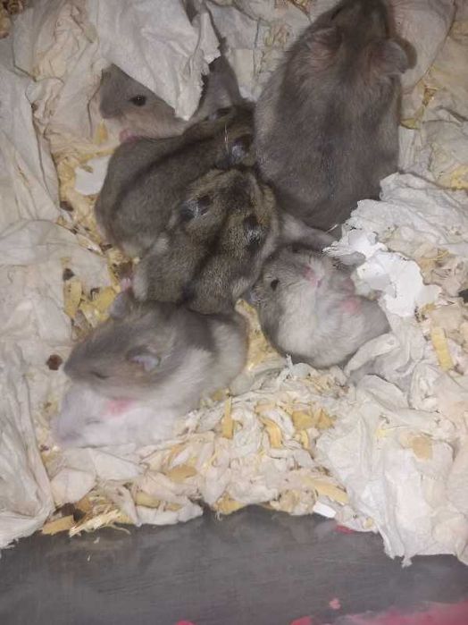 pui hamsteri gri, maro, alb