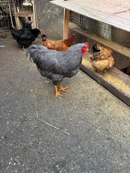 Vând cocosi  rasa Wyandotte , Brahma , de 11 luni . Deparazitati .