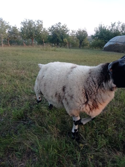 Vând oaie și berbec texel