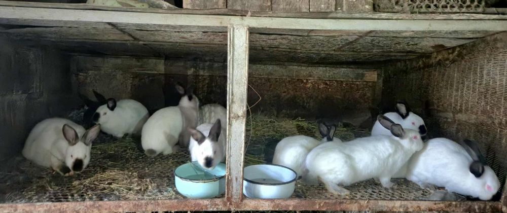 Чистокръвни калифорнийски зайци!