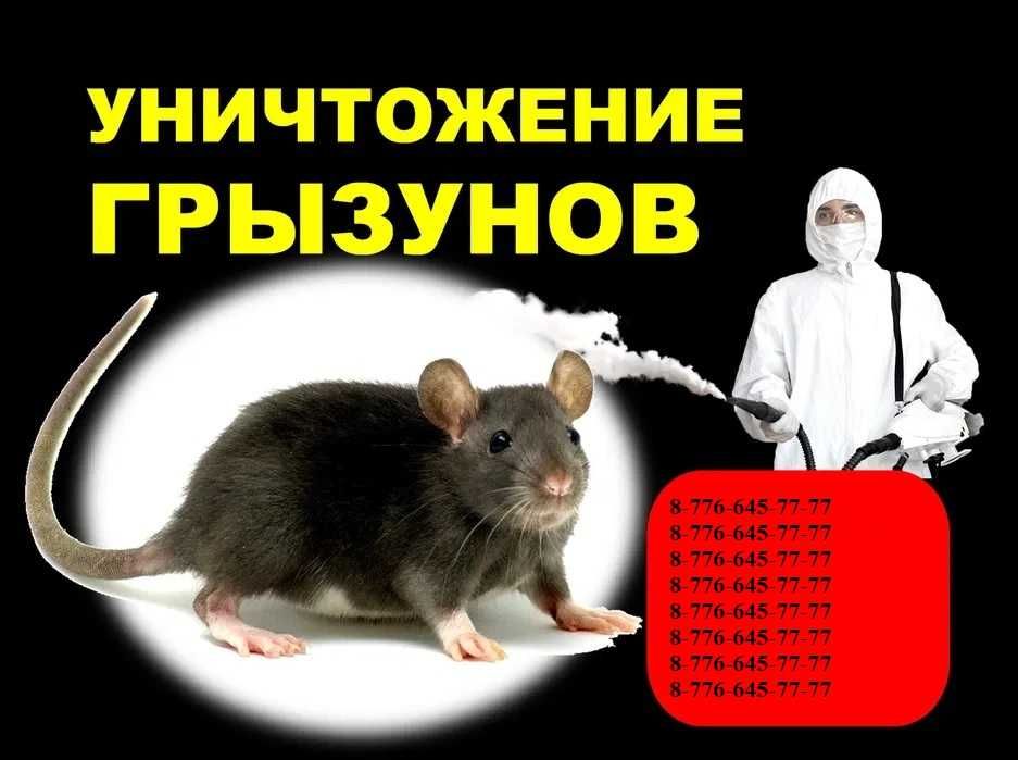 ‼️ Уничтожение мышей крыс тараканов клопов блох обработка ‼️ ‼️ №711