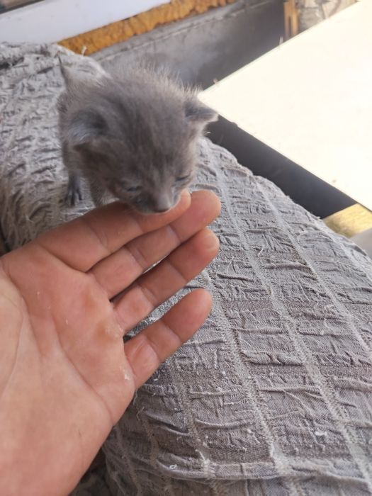 Adopți pisoiasi deparazitați