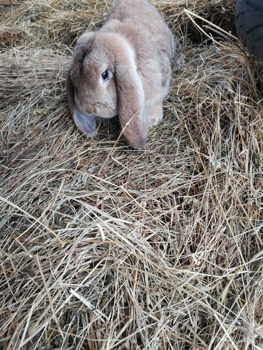 Vând iepuri berbec german